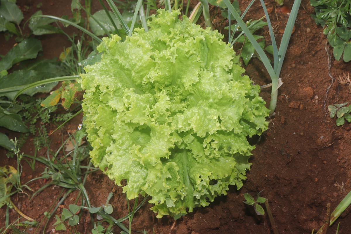 Lactuca sativa L.